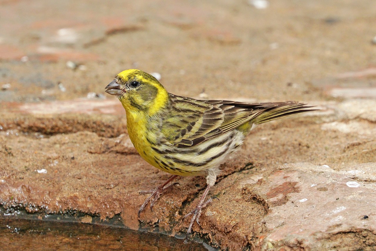 1280px-European_serin_(Serinus_serinus)_male - Wilder