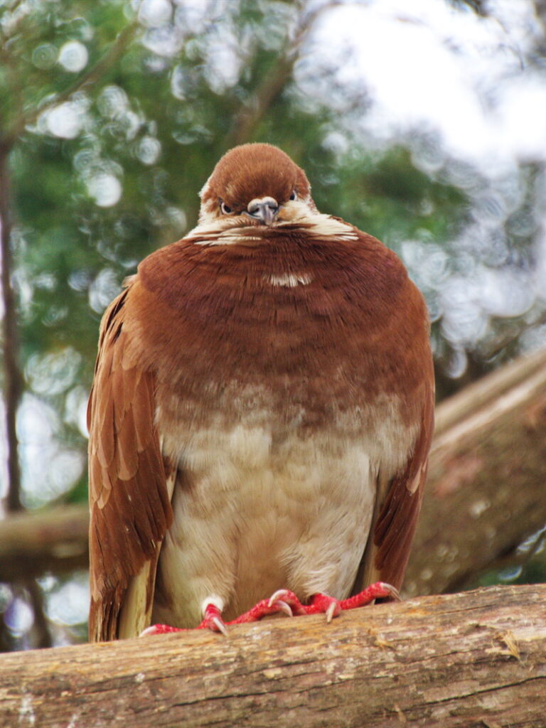 Pombo-comum - Aves - InfoEscola