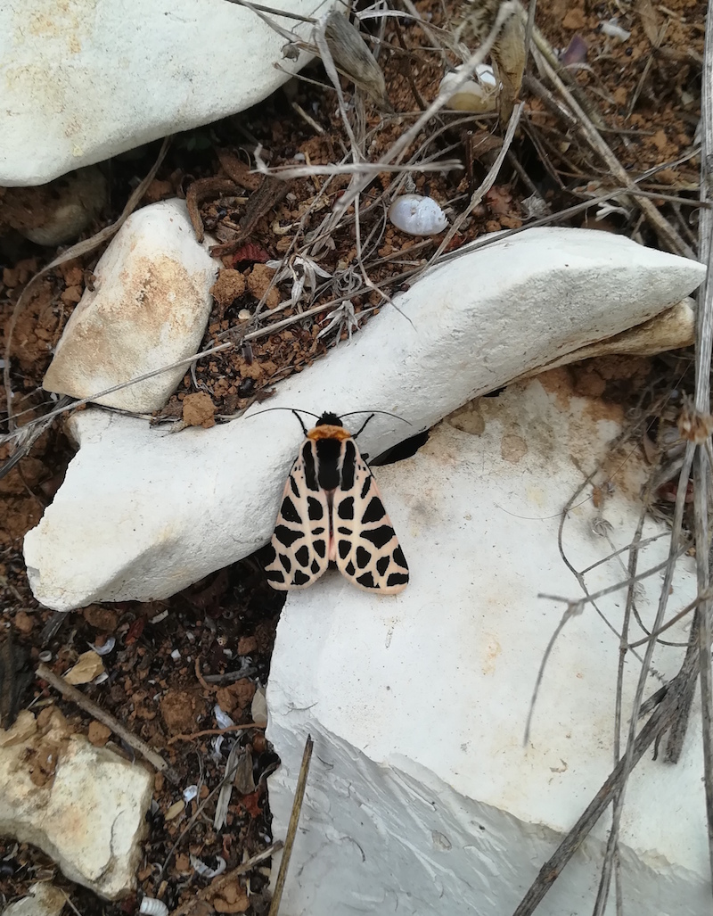 Que Esp cie Esta Cymbalophora Pudica Wilder