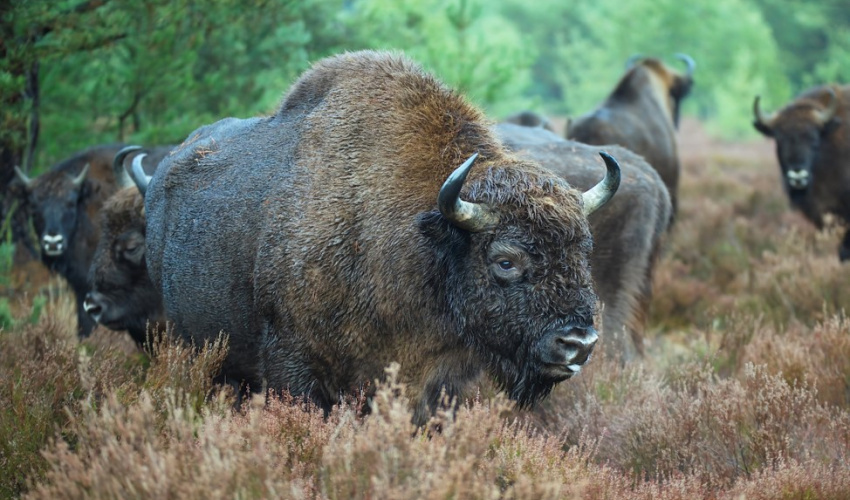 Bisonte dos 10 pés