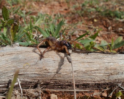 A 'espetacular' nova espécie de aranha descoberta na Austrália