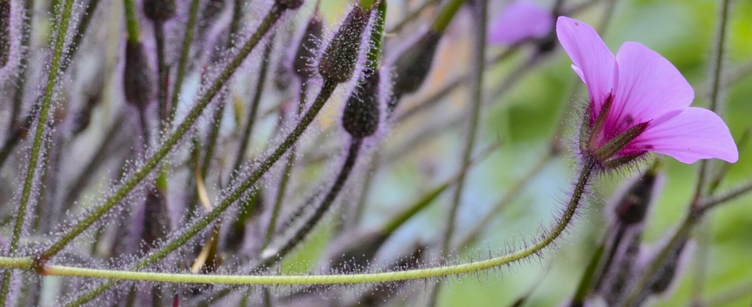 Flora On Madeira Saiba Porque Estas Nove Plantas Madeirenses São