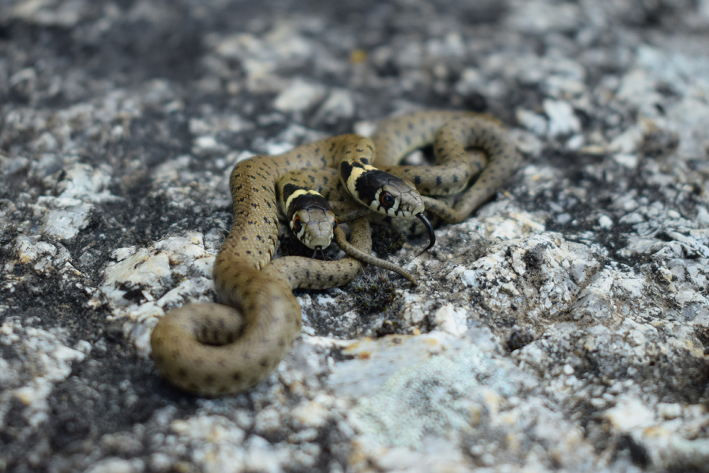 Cobras e víboras: Saiba o que estão a fazer agora e como distinguir  espécies perigosas das inofensivas - Wilder