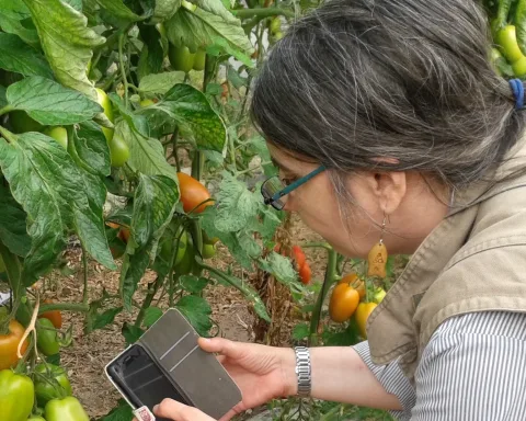 Elisabete Figueiredo fotografa os frutos verdes de um tomateiro