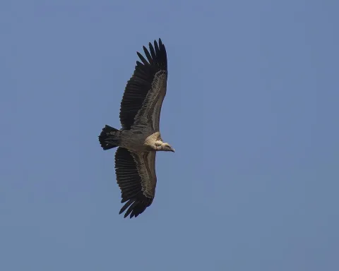 Grifo-de-Rüppell (Gyps rueppelli)