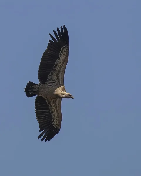 Grifo-de-Rüppell (Gyps rueppelli)