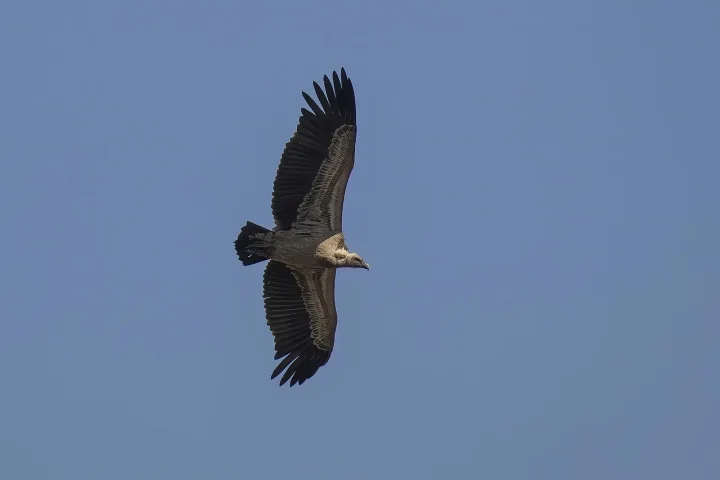 Grifo-de-Rüppell (Gyps rueppelli)