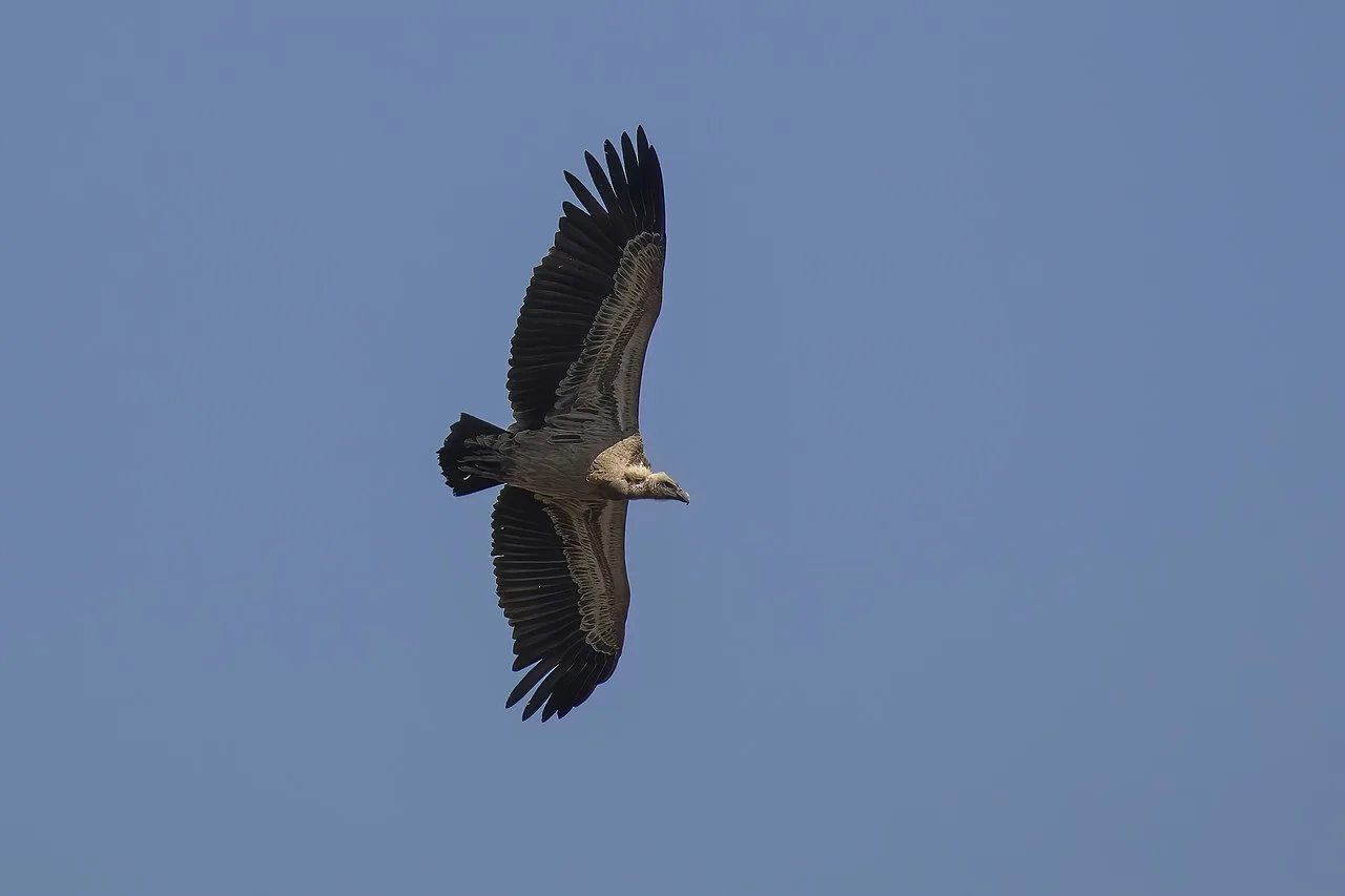 Grifo-de-Rüppell (Gyps rueppelli)