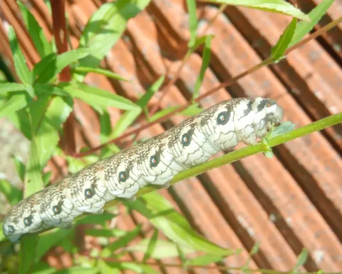 Lagarta de esfingídeo-do-epilóbio (Proserpinus proserpina)