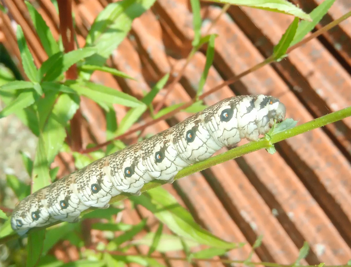 Lagarta de esfingídeo-do-epilóbio (Proserpinus proserpina)