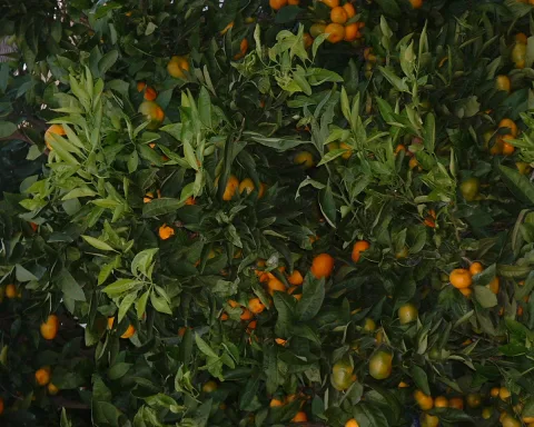 Árvore com tangerinas