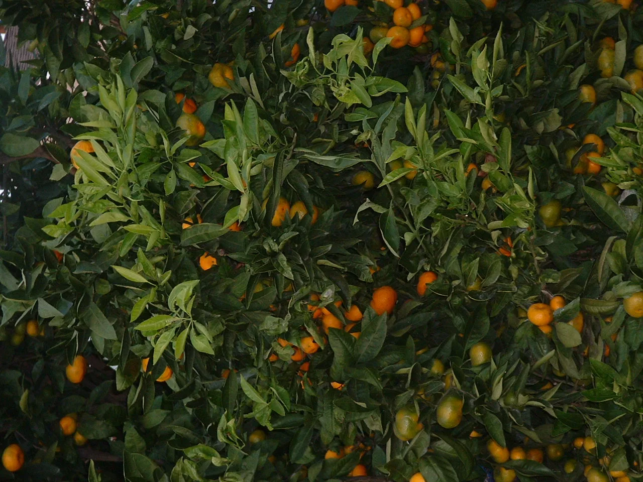 Árvore com tangerinas